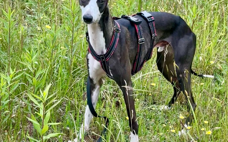 Charlie, nasz 1,5-roczny whippet, jest mistrzem przytulasow i zabawy. Na wybiegu jest prawdziwą błyskawicą nie do dogonienia!