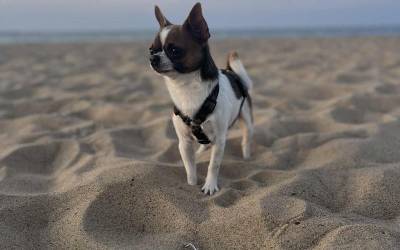 Badi – 2,5-letni chihuahua tricolor, mały w rozmiarze, ale wielki duchem. Szczekliwy strażnik domowego królestwa, wulkan energii i mistrz dobrej zabawy. Z charakterem większym niż on sam – i sercem równie dużym.