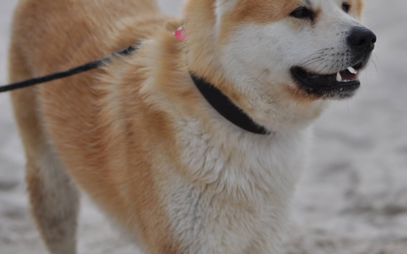 Hiro to pies rasy Akita Inu - Japońska. Ma 2 lata . Jest wiernym i kochającym stróżem domu. Wielki pies i wielki łasuch. Jest przepiękny i często mylony z Hachiko - słynnym pieskiem z filmu. Hiro jest cierpliwy, spokojny lecz do obcych nieufny, jak to Akita. Wystarczy dać mu trochę czasu i oczywiście przysmaczka aby stać się jego nowym przyjacielem. :-)