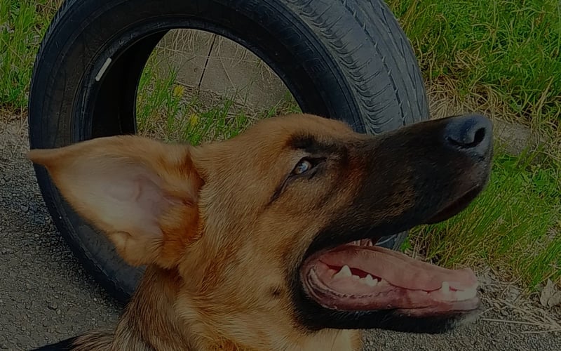 Ares jest mieszańcem owczarka niemieckiego i ma dopiero 7 miesięcy 