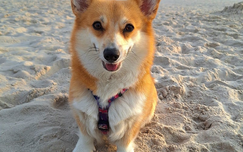 Lili to mały psiak rasy Corgi Pembroke. Lili uwielbia pozować do zdjęć oczywiście za smaczki :)