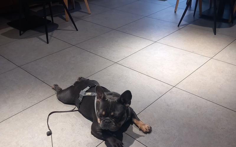 Jestem Rocky (Rokki) ,jestem przyjacielem wszystkich ,uwielbiam się tarzać w błocie i gonić piłki ,im większa tym lepiej