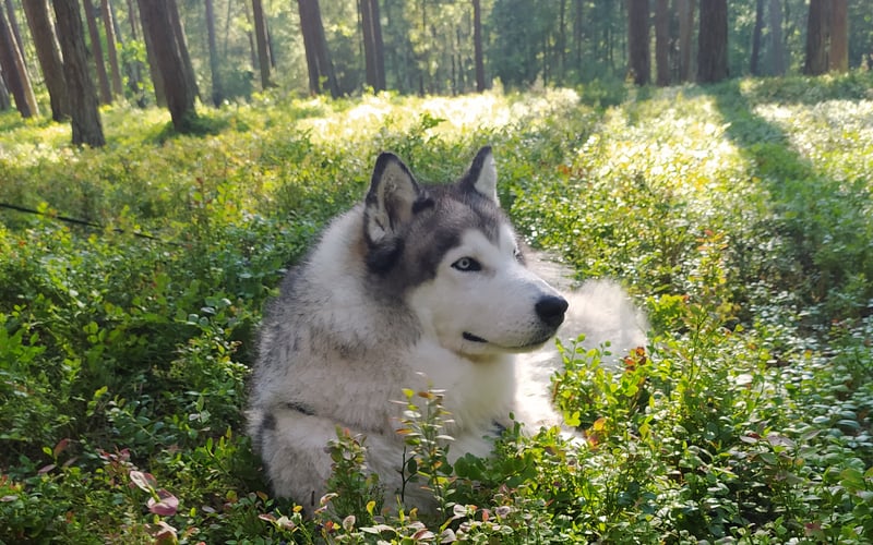 Gadajacy dogoterapeuta, najwieksza milosc Panci :)