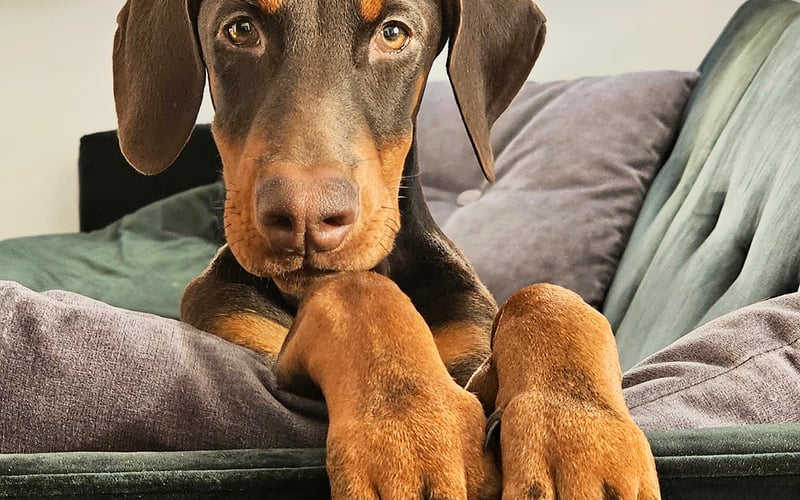 Cześć, tu Ora! Jestem dobermanem turbo-edition: mam wbudowany radar na piłeczki, patyczki i… smaczki. Kocham przeszkody – im trudniejsze, tym lepsze! W domu pełnię funkcję ochrony VIP mojej ludzkiej rodziny, ale w przerwach od służby uwielbiam przytulanki i długie spacerki. Mówią, że jestem trochę szalona… ja wolę określenie „radośnie nieprzewidywalna”. Ora – ,,Elegancja dobermana, serce pluszaka.”