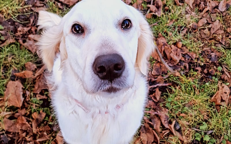 Cola to adoptowała suczka rasy Golden Retriever. Moja towarzyszka podróży, jest bardzo towarzyska i zawsze wywołuje uśmiech na twarzach spotkanych osób.