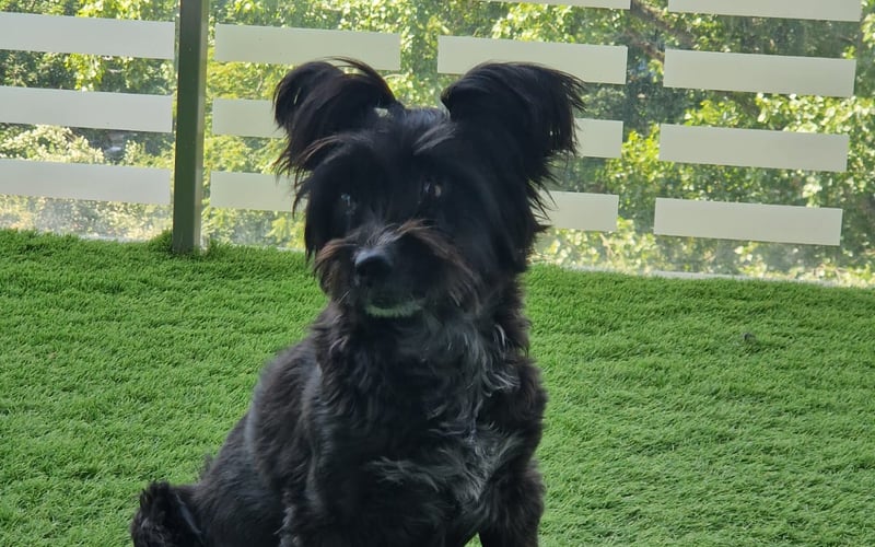 Chanela to unikalny miks labradora i yorkshire terrierki. Ma 12 lat i cieszy się swoim życiem jak malutki szczeniak. Absolutnie kocha towarzystwo ludzi, nie pogardzi dobrym posiłkiem i smaczkami. Jej ulubionym zajęciem jest tarzanie się po dywanie i ganianie za swoimi zabawkami. Chanelka kocha  podróżować na tylnej kanapie samochodu. Zwiedziła w ten sposób już pół Europy i całą Polskę! Teraz chciałaby się przedstawić wszystkim wrocławianom :)