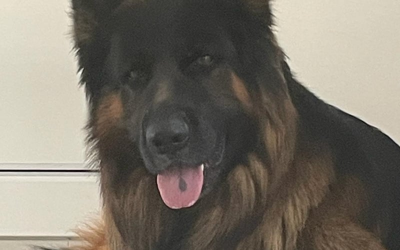 Atos jest owczarkiem niemieckim długowłosym, ma 5 lat. Uwielbia spędzać czas z rodziną i kocha kwiaty, a co najważniejsze nie potrafi oderwać się od swojej pani i chodzi za nią jak cień!