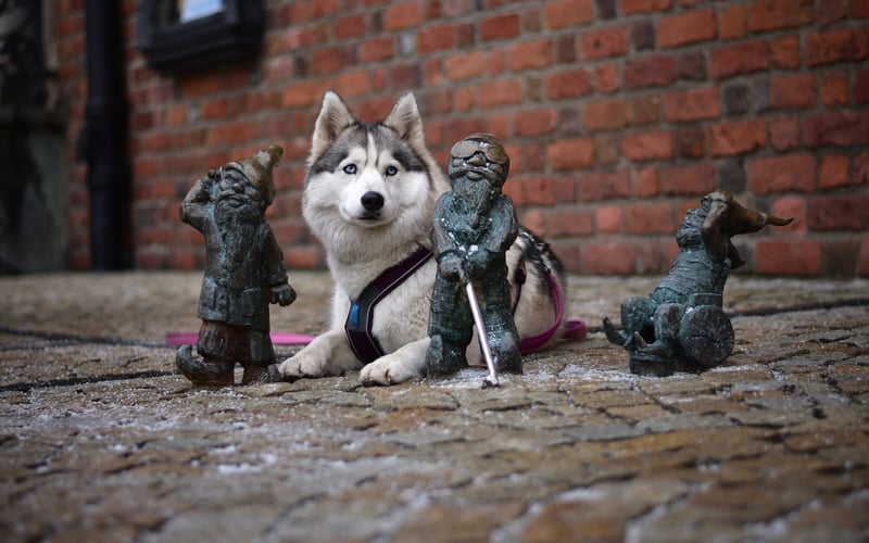Logi to 7 letnia suczka husky, tak husky w mieście. Wierzę, że szczęśliwa i wybiegana na terenach zielonych Wrocławia, a w przestrzeni miejskiej szanująca przestrzeń innych (nie zaczepia ludzi, nie podchodzi do psów), bo Lo jest prowadzona w duchu "Pies - dobry obywatel Wrocławia". No i Logi kocha nosework - dodatek dla psiarzy szukających mądrej aktywności z psem :)
