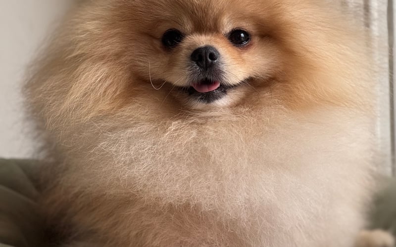 Jestem Lou :) malutki pomeranian mieszkający we Wrocławiu. Jestem bardzo słodki, lubię mini pluszaczki za którymi biegam jak szalony
