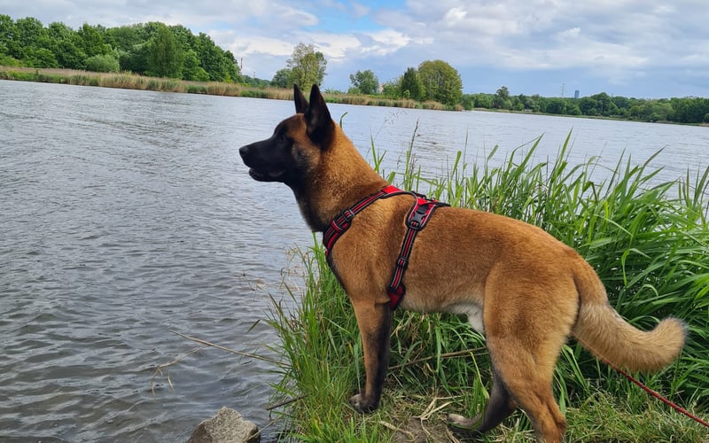 Jestem MILO ,mieszkam na Pilczycach ,mam 11 miesięcy.Uwielbiam spacery nad pobliskim stawem i wypady na ryby ze swoją rodzinką .W domu jestem bardzo przydatny ,sprzątam , zmywam ,wieszam pranie , we wszystkim muszę uczestniczyć . Mam dużo psich przyjaciół z którymi się spotykam i bawię na spacerach .Ukończyłem Psią Szkółkę pani Asi i dostałem dyplom .Lubię podgryzać ciocię i wujka jak się ze mną bawią .Rano budzę swoją panią buziakami .