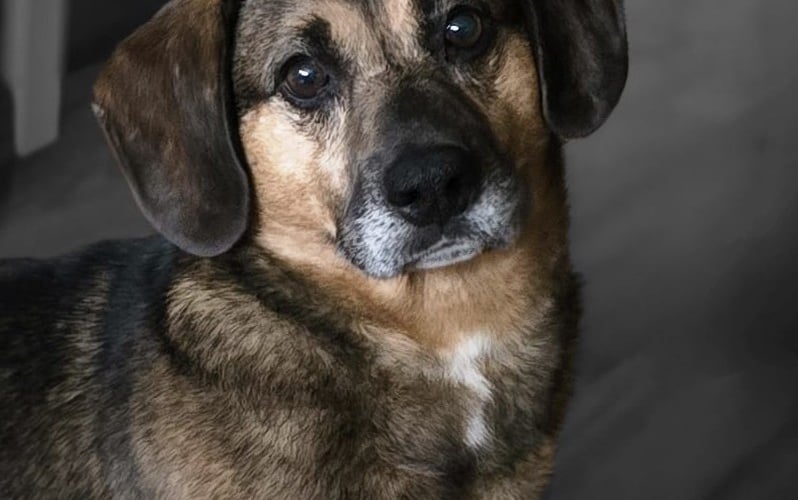 Koda, adoptowany ze schroniska psi pacyfista. Pomimo swoich krótkich łapek zdobył szczyt Ślęży oraz uwielbia zwiedzać Dolny Śląsk.