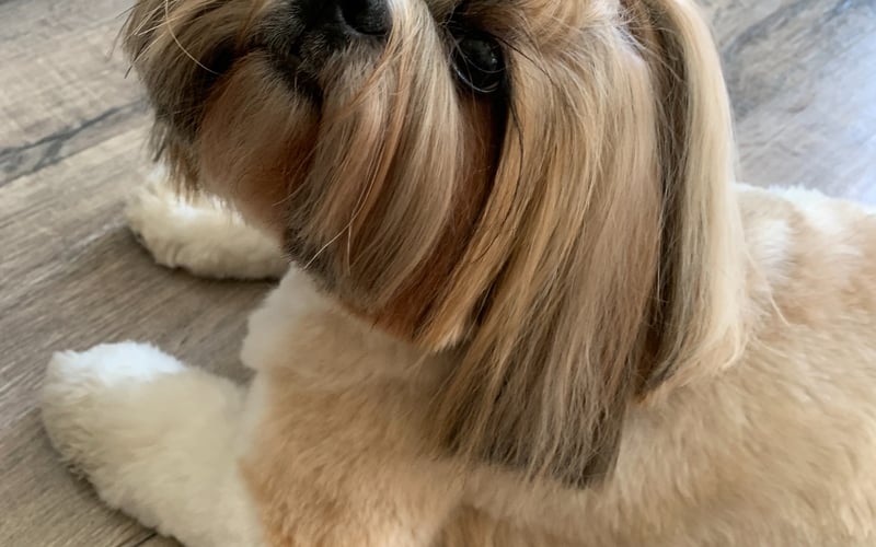 Jej Wysokość i Puchatość Zuza - shih tzu, pełnoetatowa księżniczka