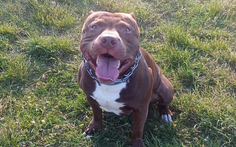 Pocisk to 6 letni pitbull rednose.
To bardzo oddany i kochany psiak.
