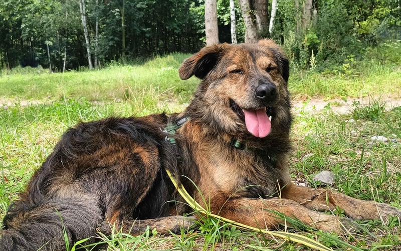 Część, jestem Bruno, mam ok. 6 lat. Od niedawna mieszkam we Wrocławiu bo większość swojego psiego życia spędziłem w fundacji. Nie jestem niewidomy, po prostu cieszę się każdym dniem z moimi człowiekami.  

PS. Uwielbiam smaczki