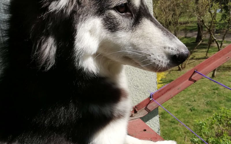 Kimmy to 6 letnia mieszanka Husky z Malamutem, która zasłynęła na osiedlu z niezawodnego monitoringu i zdolności ogrodniczych. Pomimo swojego małego wzrostu, posiada wielkie serce zarówno do ludzi, zwierząt jak i smaczków. Jest oddaną kolekcjonerką piłeczek, które kocha ukrywać na terenie mieszkania. :)