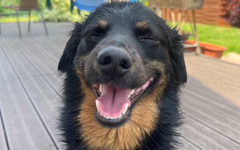 Jurek pitbull i rottweiler w jednym.