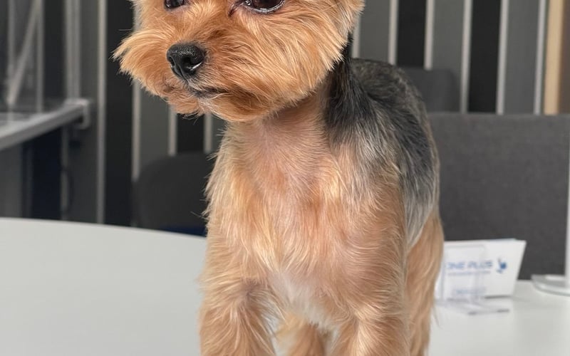 Mam na imię Axe i jestem wyjątkowym pieskiem rasy York Terrier. Mam 7 lat, ważę tylko 1,7 kg i wszyscy mówią na mnie Mini York. Jestem oczkiem w głowie moich rodziców, pełnym miłości i mądrości. Na ulicach Wrocławia zawsze zwracam na siebie uwagę swoim rozmiarem – nawet Pan Prezydent Jacek Sutryk mnie zna! Jestem pewien, że w tym konkursie nie mam sobie równych. 