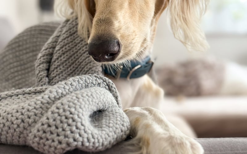 Santiago, dla bliskich Santi to młodzieniec rasy chart perski (inaczej saluki). Połączenie modela, arystokraty i sprintera. Na spacerach przykuwa spojrzenia niczym gwiazda czerwonego dywanu, a w domu wyleguje się na swoim tronie (tzn. kanapie), z której ma doskonały widok na całe „królestwo”. Stamtąd, z pozorną obojętnością, wypatruje okazji, by wprowadzić odrobinę chaosu. Kiedy chce, bywa czuły i miękki jak aksamit, ale wystarczy, że na horyzoncie pojawi się gołąb, liść lub cień wiatru - i nagle znika, zostawiając za sobą jedynie chmurę kurzu. W skrócie: Santiago to pies, który mógłby mieć własny herb, własny fanclub i własną książkę kucharską, ale póki co zadowala się tym, że rządzi sercami swojej rodzinki