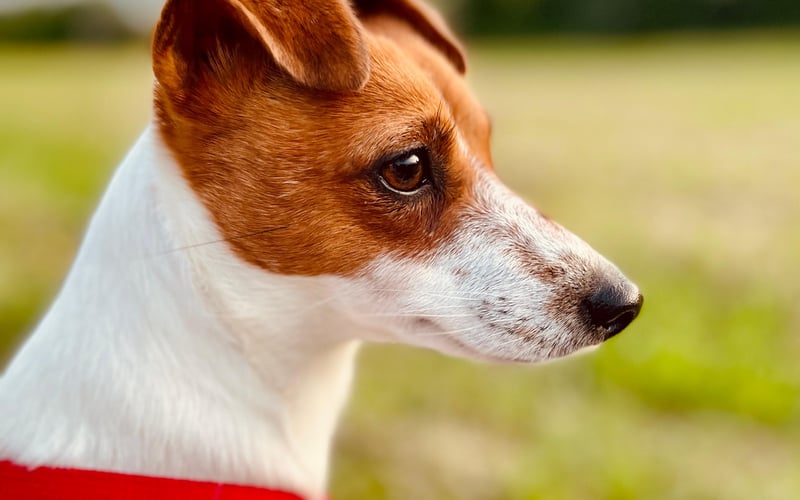 Kajtek, 3-letni JRT, bardzo żywiołowy, jego życie to ciągłe hasy :)