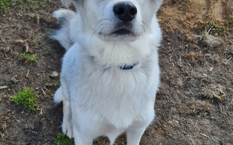 Blue to przygarnięty ze schroniska psiak, który urzekł mnie swoim wyglądem i  charakterem. Prawdopodobnie w połowie husky, co widać w jego, zachwianiu, ponieważ uwielbia chłodniejsze dni, długie spacery oraz szczeka tylko wtedy gdy to konieczne.
