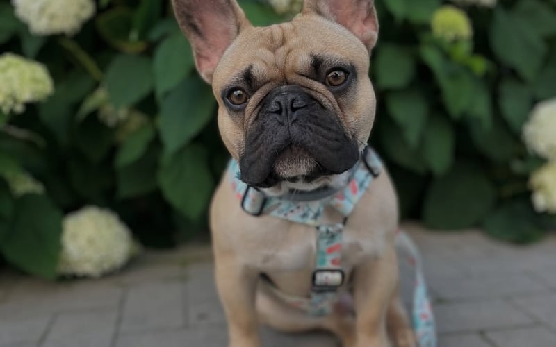 Cześć, jestem Louis – buldog francuski z Wrocławia i kandydat na najładniejszego psa w mieście! 