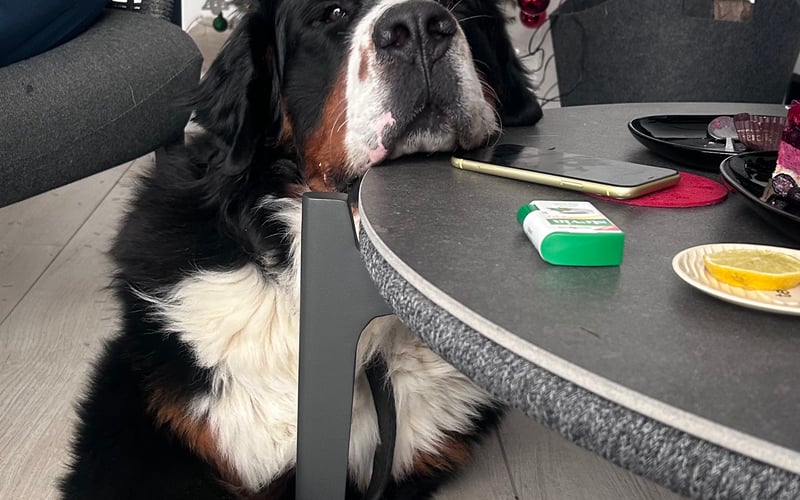 Escobar vel Pablo - 60kg miłości ❤️