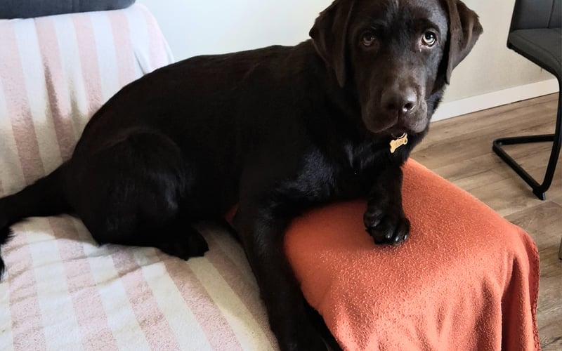 Słodki i kochany 9miesieczny labrador czekoladowy.Wariat mały bezktorego zycie byloby smutne i nudne