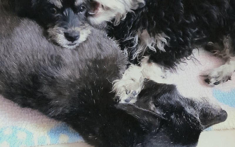 Nieuczciwe byłoby zgłosić tylko jednego, stąd wspólne zdjęcie dwójki (nie takich) malutkich braci, leżących na starszym już ŚP. Richie.
Maluchy nie rozumiały braku chęci do zabawy u seniora z demencją, ale uwzględniały go w czyszczeniu siebie na wzajem i drzemkach.
Richie był z nami blisko 10 lat, odszedł mając ~19.
Chłopaki mają obecnie 2 lata, ale Dazai dalej szuka okazji, aby pociamkać bratu ucho lub kostkę, a Chuuya cóż, dogaduje mu jak może, ale rozdzielić się ich nie da. Wzajemne mycie, wspólne drzemki (nawet w zaciasnych na dwoje miejscach), wspólne spacery. Wspólnie się wspierają - gdy Dazaia coś zaniepokoi, Chuuya wspiera go w informowaniu wszystkich, gdy Chuuya chce wyczyścić kota, Dazai biegnie mu pomóc, choć sam nie rozumie, co brat ma na myśli. 
Choć umaszczenie cała trójka ma podobne - Dazaia futerko przypomina misia/owcę, Chuuya wbrew pozorom ma miękka i długą sierść jak brat, tylko prostą, często rozczochraną jak wilkołak. Richie natomiast miał najkrótszą. No i jak tu wybrać tylko jednego jako najpiękniejszego?