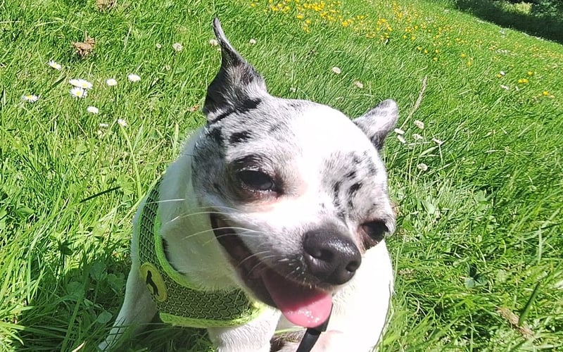 Tolek - mała chihuahua o wielkim sercu ❤️