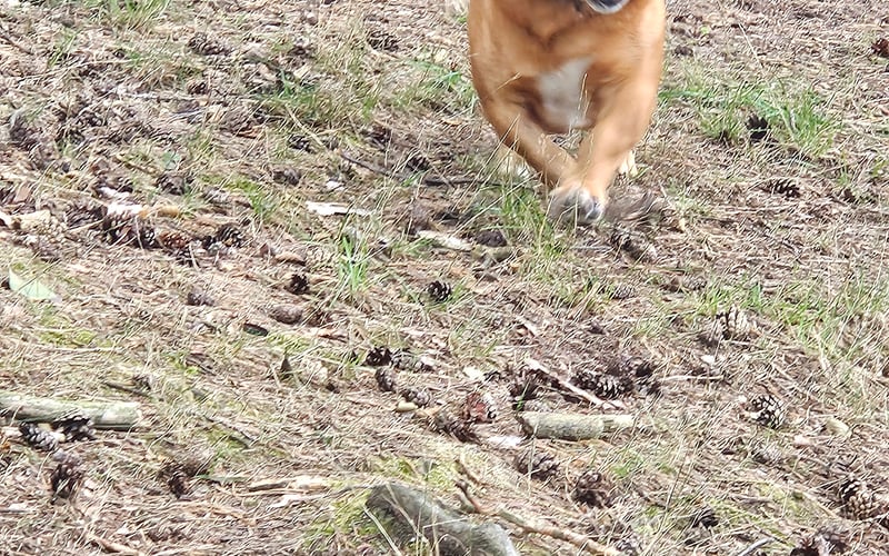 Amorek to cudowny przyjaciel , zawsze uśmiechnięty i chętny na spacerki i zabawy swoją ukochana piłeczka 