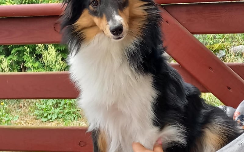 Mam na imię Shanti.Jestem 9 miesięcznym Shetlandem.Jak na prawdziwego owczarka dużo pracuję zwłaszcza na kolanach mojej pani :) Dzielnie bronie posesji widząc wszystko z góry :)