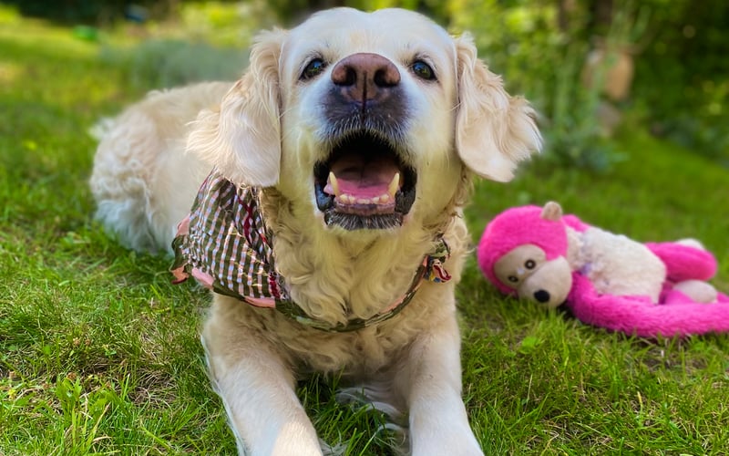 Pixi, a potocznie Pikulka, to 8 letni golden retriever o wielkim serduszku. Kocha jeść i spać, a zamiast chodzić na spacery, woli wyłożyć się na plecki, żeby być głaskaną. Oprócz tytułu Miss Piękności powinna dostać też nagrodę „Leniuszka Roku”.