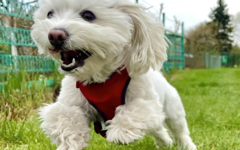 Uroczy, 6,5 letni maltańczyk o imieniu Badi.
Instagram: https://www.instagram.com/badi_maltese/