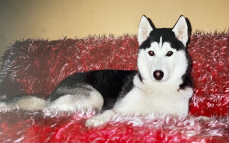 Mam na imię SHAQ.
Jestem inny niż wszystkie husky:
lubię ciepło, kanapę i wygrzewanie na plaży.