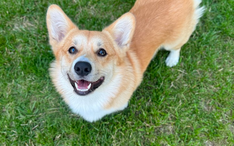 Ciao! Mam na imię Pablo i mam niecały rok Jestem wiecznie uśmiechniętym corgi, który szczeka po polsku, ale żyje totalnie po włosku W wolnych chwilach lubię ganiać za piłką i być ganianym za kradzione skarpetki