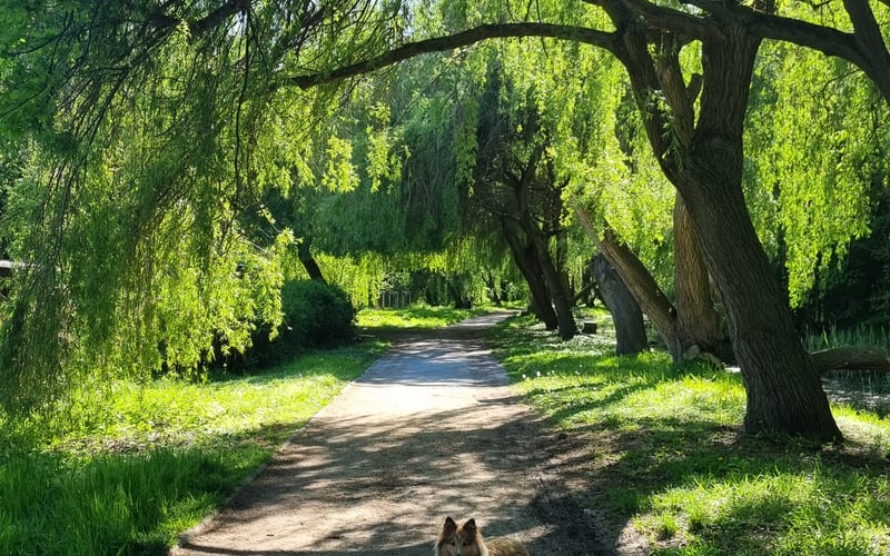 Księżniczka Sisi, zwana przez wszystkich "mini Lassie", to radosna, pełna życia i gracji dama w szlachetnym umaszczeniu sable. Jest wierna i oddana, a jej spojrzenie prosto w oczy potrafi roztopić nawet lodowate serca. Niedawno skończyła roczek, dlatego wciąż z dziecięcą ciekawością odkrywa świat – krok po kroku, łapka po łapce. Tam, gdzie się pojawia, świat jakby nabiera barw – wypełnia go swoim ciepłem, urokiem i czarem, który trudno opisać, a jeszcze trudniej zapomnieć.