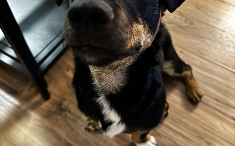 Joey, 
Całuśnik jakich mało, 
To kochany pies który kocha wszystkich wokół, uwielbia przytulańce i ganianie motyli po łące :)