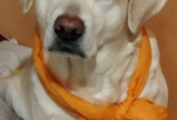 To jest nasza Megi, Megusia - nasze oczko w głowie. Jest wspaniałym, kochanym, wiecznie uśmiechniętym psiakiem, który kocha ludzi, a jeszcze bardziej kocha jedzonko, swoje pluszaki i piłki. Ponadto jest to kolekcjonerka patyków i mała złodziejka skarpetek :) To chodząca radość na czterech łapkach.