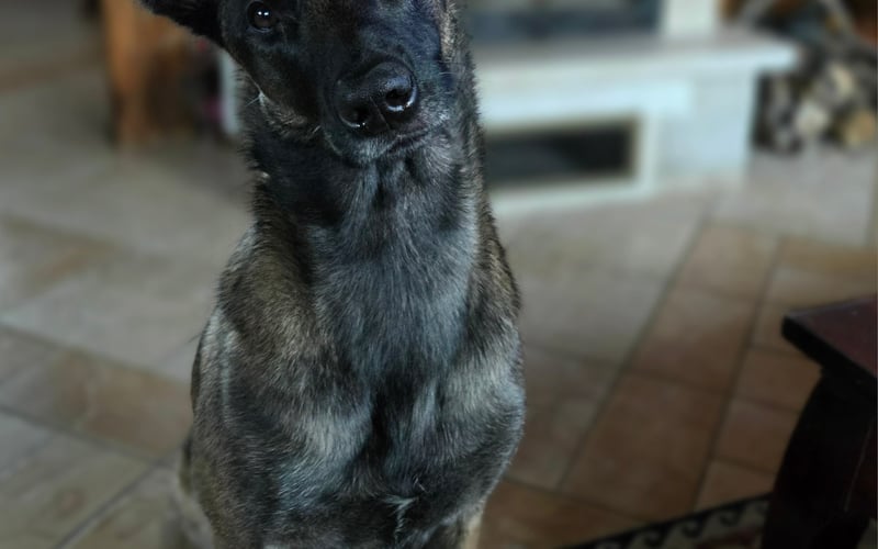 Bruxa, to trzyletnia suczka owczarka belgijskiego malinois. Jej imię, zaczerpnięte z mrocznego świata „Wiedźmina”, idealnie oddaje jej podwójną naturę. Z jednej strony to pieszczocha, która potrafi leżeć przy Tobie godzinami, ale drugiej niezmordowany drapieżnik o hipnotyzującym i inteligentnym spojrzeniu, zawsze gotowy do zabawy i obrony swojej rodziny.