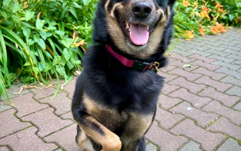 Majra - najjaśniejsza gwiazda w Małym Psie!
Adoptowana jako szczenię z Wrocławskiego Schroniska, dziś dumnie prezentuje lśniącą sierść, oczy jak dwa bursztyny i uszy wyłapujące każdy szelest!
Jest energiczną sprinterką, wyskakuje do gwiazd i chętnie uprawia miejski parkour. 
Bystra i inteligentna, z entuzjazmem uczy się nowych sztuczek - wynagrodzeniem jest smakowity kąsek. Po szaleństwach na podwórku czas na ulubione przytulaski i smyrki w pupkę. Jeśli zapomnisz o jej potrzebach, nie bój się - upomni się o swoje szczekotem, który zna już całe osiedle.
Czyż nie wygląda (i brzmi) jak wrocławska gwiazda?