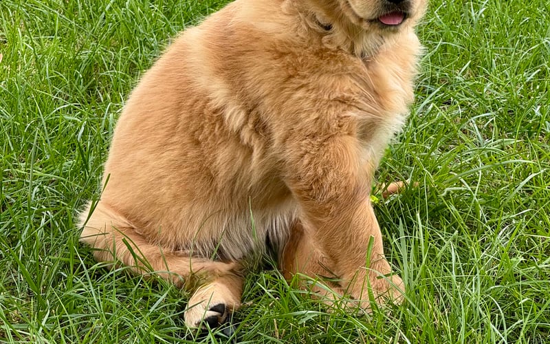 Aura – złoty promyk radości w futrzanym wydaniu! Ta uśmiechnięta golden retrieverka roztapia serca swoją wesołą, towarzyską naturą. Gdzie pojawi się Aura, tam od razu robi się cieplej – rozdaje merdające ogonem pozdrowienia każdemu napotkanemu człowiekowi (i psu). Jej ulubiona zabawa? Energiczny pościg za biegaczami – oczywiście tylko po to, by ich dogonić i… przywitać się jak najserdeczniej!