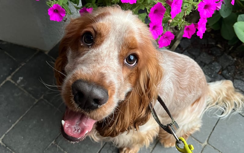 Benio – 15 miesięcy życia, a już tysiące rozdanych mlemów. Ten spaniel angielski nie zna złych dni – zaraża energią, miłością i swoim słodkim spojrzeniem. Wystarczy jedno ‘buzi daj’, by serce stopniało.