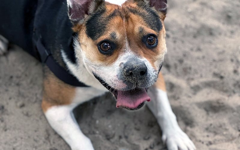 Kawaler i gentleman. Dni spędza aktywnie – kocha długie spacery po plaży i gonitwę za piłeczką, a wieczorami uwielbia wtulić się na kanapie. W zamian za parę smakołyków być może zdradzi Ci, gdzie w ogrodzie ukrył swoje najcenniejsze skarby.
