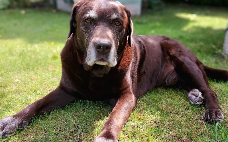 Senior FADO - 13 letni przystojniak o miodowym spojrzeniu i posrebrzanej brodzie. Entuzjasta życia. Mądry Przyjaciel i Opiekun. Prawdziwe labradorze Psie Serce.
