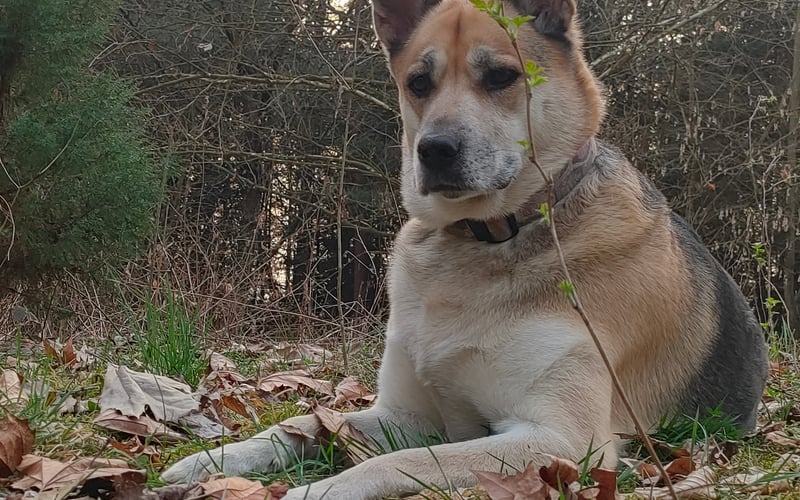 Nazywam się Chia. Jestem adopciakiem. Pół akita, pół owczarek – w 100% serce na czterech łapach! Mam 6 lat i energii więcej niż cała drużyna piłkarska. Ciekawska odkrywczyni świata, mistrzyni aportowania i pływania. Zawsze gotowa do zabawy, zawsze wesoła – jednym spojrzeniem potrafię wygrać każde serce. Jeśli szczęście miałoby ogon, wyglądałoby właśnie tak jak ja!