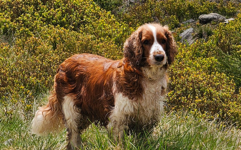 Luna – cztero i półletnia gwiazda w psim wydaniu, rasy Springer Spaniel Walijski. Energii ma tyle, że mogłaby napędzać małe miasteczko, a jej uśmiech rozbraja każdego. Towarzyska dusza, zawsze gotowa na wspólną przygodę - najlepiej taką, która kończy się chlupnięciem w wodę  Jeśli w pobliżu jest jezioro, rzeka albo choćby kałuża, możesz być pewien, że Luna już tam pędzi 