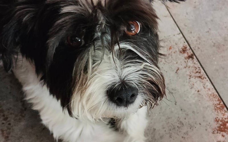 Molly jest adopciakiem, ma ok. 7 lat i jest kundelkiem. Uwielbia przebywać z ludźmi i być głaskana. Regularna bywalczyni wrocławskich kawiarni i parków. Koneserka spania i miękkich powierzchni. W chwilach wolnych od spania nadzoruje procesy przygotowania posiłków w kuchni. Doświadczona degustatorka żółtego sera i świeżych ogórków. Na spacerach wyznaje zasadę, że "lepiej zjeść i jechać do weta, niż nie zjeść i żałować" :)