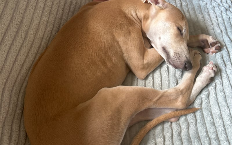 Płowa dziewczyna whippet, 3 miesiące. Wzór skromności, spokoju i klasy.