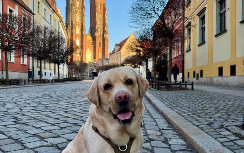 Wrocławski piesek Karmel.