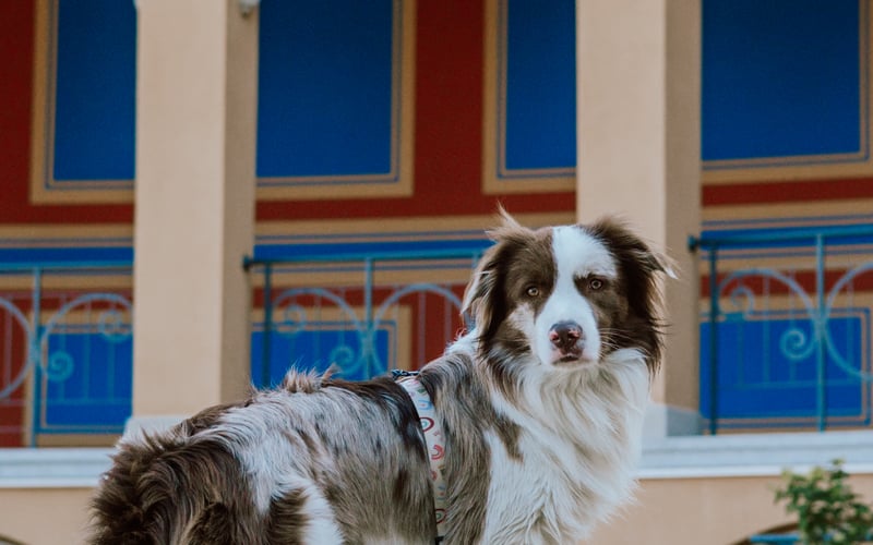Kodak to niezwykle bystry i wrażliwy border collie, który uważnie obserwuje otoczenie i błyskawicznie uczy się nowych rzeczy. Ma silną więź ze swoją opiekunką i zawsze stara się być blisko niej, zarówno podczas aktywności, jak i w chwilach odpoczynku. Jest ciekawski, zaangażowany i bardzo empatyczny, z łatwością wyczuwa nastrój człowieka. Mimo swojej energii potrafi być delikatny i spokojny, kiedy sytuacja tego wymaga. To pies z charakterem. Jest lojalny, czuły i zawsze gotowy do wspólnej przygody.